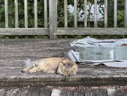 Lost Female Cat last seen 22nd Street and Cameron Street North, Arlington, VA 22207