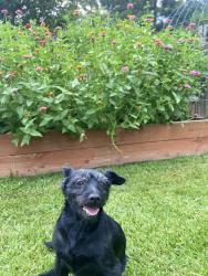 Reunited Female Dog last seen Rock cut rd, Conley, GA 30288
