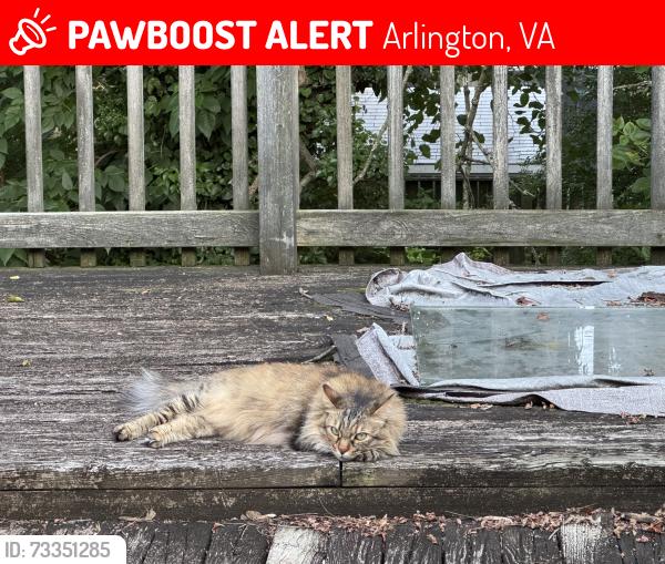 Lost Female Cat last seen 22nd Street and Cameron Street North, Arlington, VA 22207