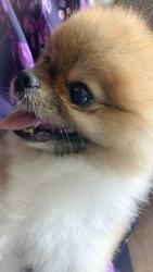 Reunited Unknown Dog last seen South Mount juliet rd, Mt. Juliet, TN 37122