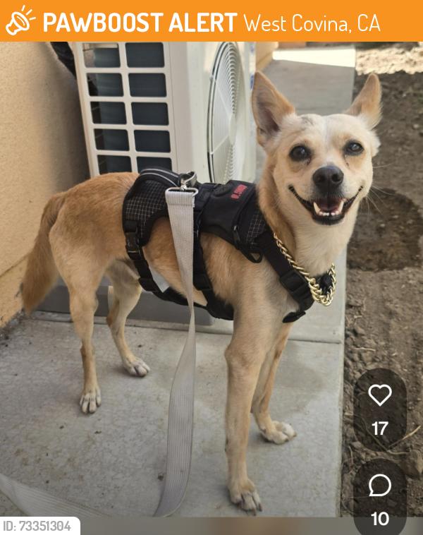 Found/Stray Male Dog last seen S. Fernwood St. & E. Garvey Ave. (Finder said 