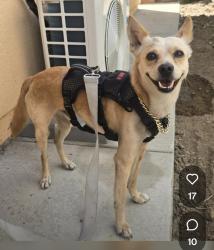 Found/Stray Male Dog last seen S. Fernwood St. & E. Garvey Ave. (Finder said 