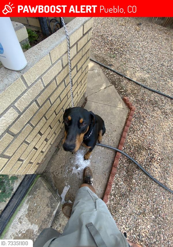 Lost Male Dog last seen Charlie’s Tavern, Pueblo, CO 81003