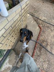 Lost Male Dog last seen Charlie’s Tavern, Pueblo, CO 81003