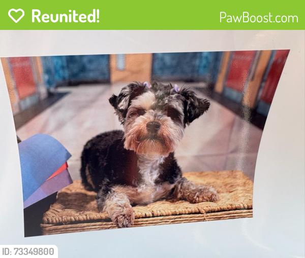 Reunited Female Dog last seen Running towards legacy park clbh. From Wright drive mechanicsburg., Mechanicsburg, PA 17055