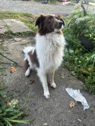 Reunited Unknown Dog last seen Near Tammy’s market, McMinnville, TN 37110