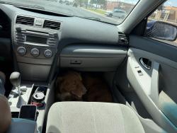 Found/Stray Unknown Dog last seen 79th and Chicago, Lubbock, Texas, Lubbock, TX 79424