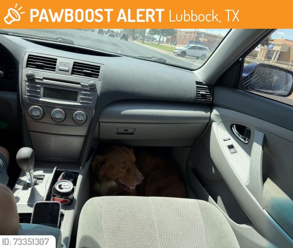 Found/Stray Unknown Dog last seen 79th and Chicago, Lubbock, Texas, Lubbock, TX 79424