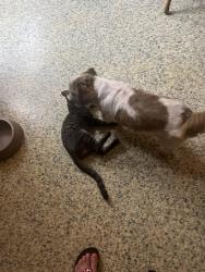 Lost Male Cat last seen Verret, Saint Martinville, LA 70582