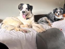 Found/Stray Female Dog last seen I35 and Walnut Creek, Austin, TX 78753