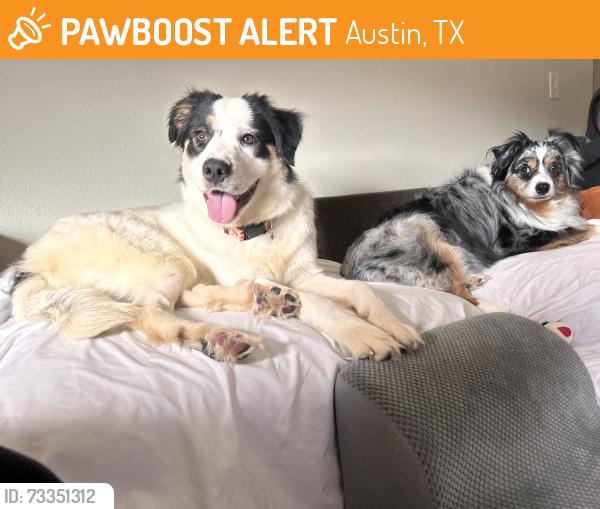 Found/Stray Female Dog last seen I35 and Walnut Creek, Austin, TX 78753