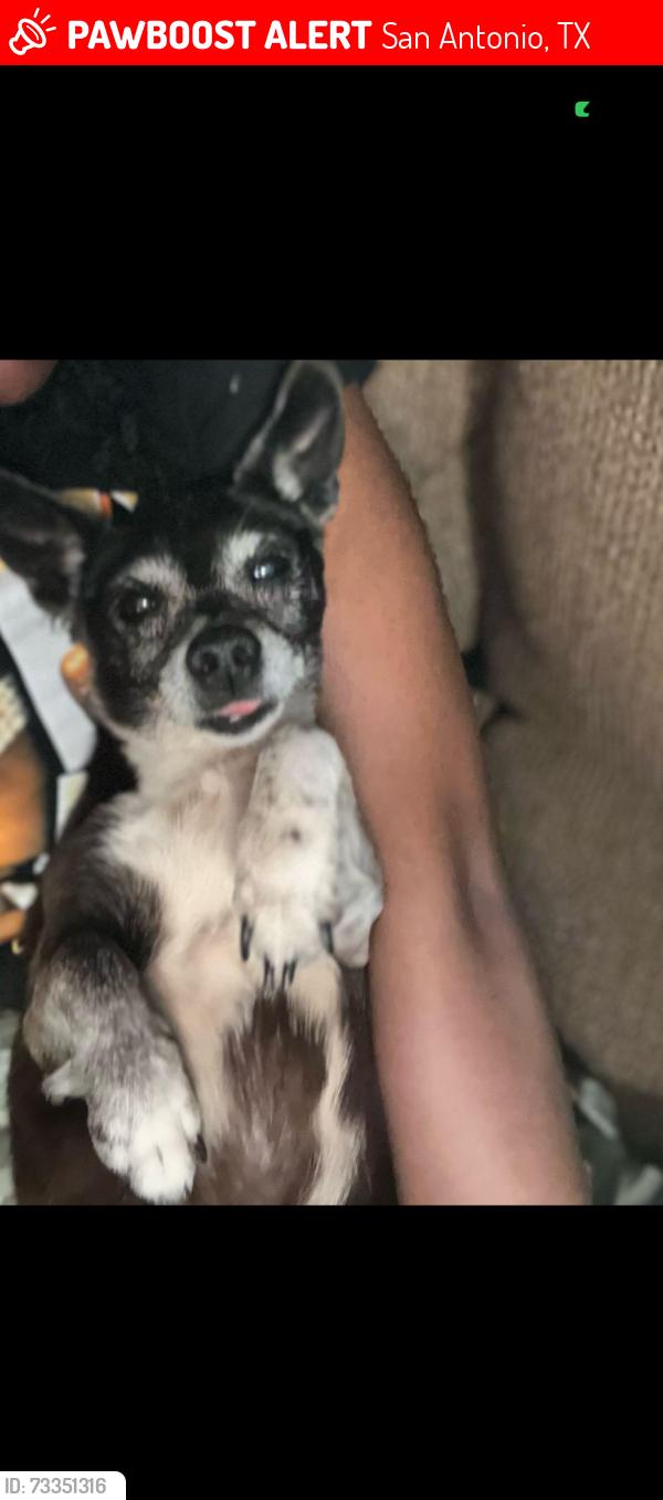 Lost Female Dog last seen Heathers Cove, San Antonio, TX 78227