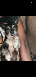 Lost Female Dog last seen Heathers Cove, San Antonio, TX 78227