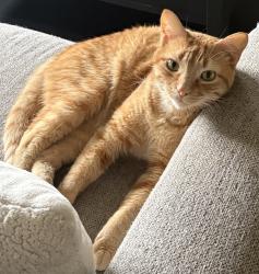 Reunited Male Cat last seen Southwest of St. Micheal’s Church, Orland Park, IL 60462