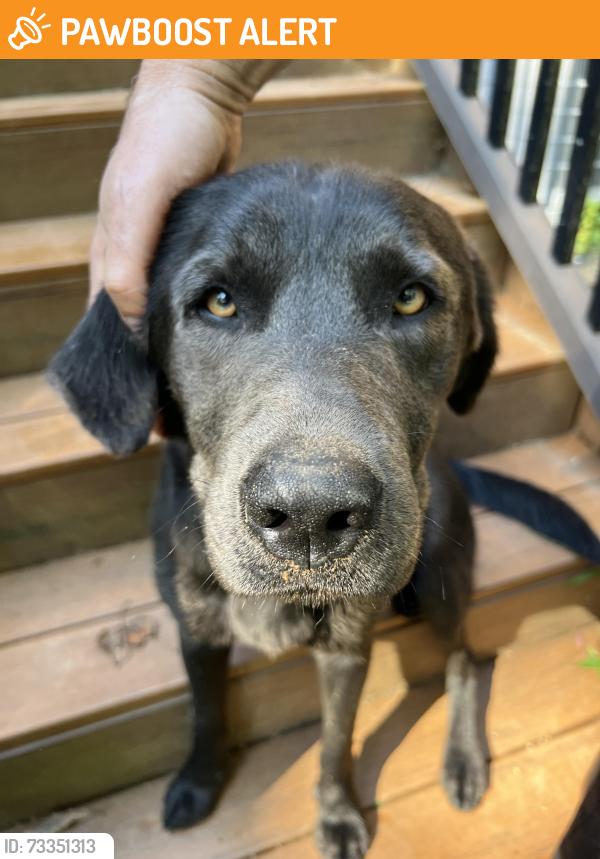 Found/Stray Male Dog last seen Waterspout CT, Baltimore County, MD 21117