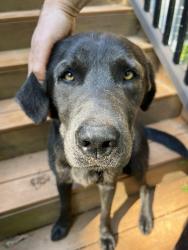 Found/Stray Male Dog last seen Waterspout CT, Baltimore County, MD 21117