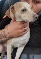 Lost Female Dog last seen Oak Park, Dallas, TX 75208