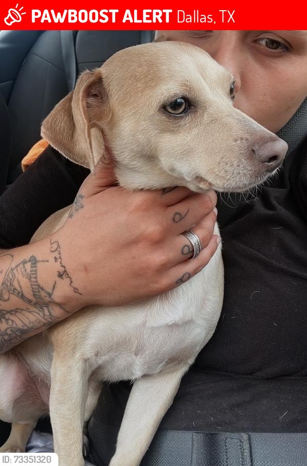Lost Female Dog last seen Oak Park, Dallas, TX 75208