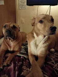 Lost Male Dog last seen College st near Kansas expressway, Springfield, MO 65806