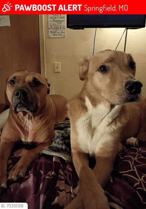 Lost Male Dog last seen College st near Kansas expressway, Springfield, MO 65806