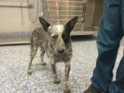 Shelter Stray Male Dog last seen Near BLOCK DATE AVE, COACHELLA CA 92236, 72050 Pet Land Pl, Thousand Palms, CA 92276, USA