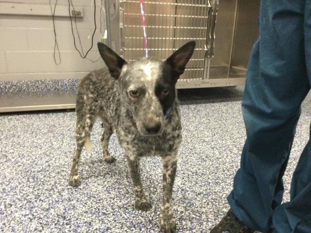 Shelter Stray Male Dog last seen Near BLOCK DATE AVE, COACHELLA CA 92236, 72050 Pet Land Pl, Thousand Palms, CA 92276, USA