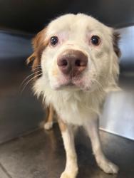 Shelter Stray Male Dog last seen Near BLOCK COTTRELL AVE, LAKE ELSINORE, CA, 581 S Grand Ave, San Jacinto, CA 92582, USA