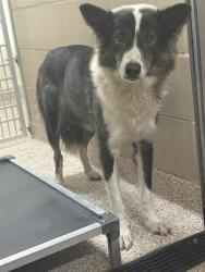 Shelter Stray Unknown Dog last seen Near BLOCK ST LOUIS AVE, PUEBLO CO 81004, 4600 Eagleridge Pl, Pueblo, CO 81008, USA