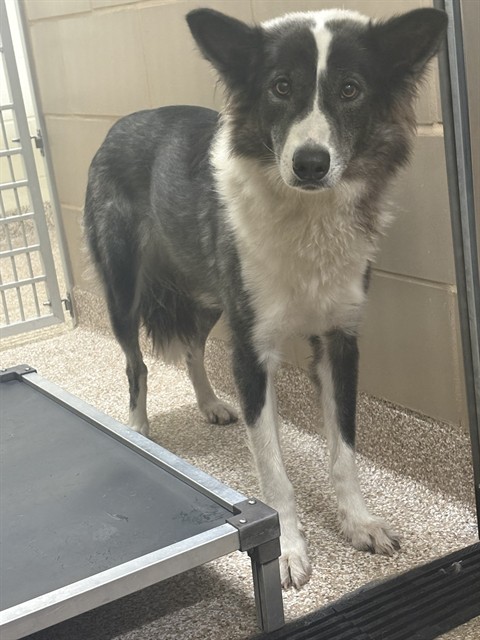 Shelter Stray Unknown Dog last seen Near BLOCK ST LOUIS AVE, PUEBLO CO 81004, 4600 Eagleridge Pl, Pueblo, CO 81008, USA