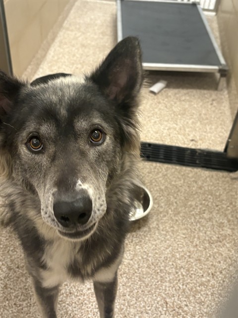 Shelter Stray Unknown Dog last seen Near BLOCK ST LOUIS AVE, PUEBLO CO 81004, 4600 Eagleridge Pl, Pueblo, CO 81008, USA