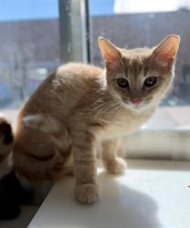 Shelter Stray Male Cat last seen Near BLOCK TUSCON ST, 12155 Park Blvd, Brighton, CO 80601, USA