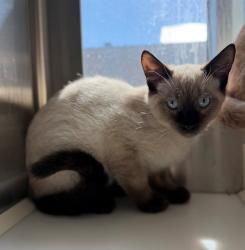 Shelter Stray Male Cat last seen Near BLOCK TUSCON ST, 12155 Park Blvd, Brighton, CO 80601, USA