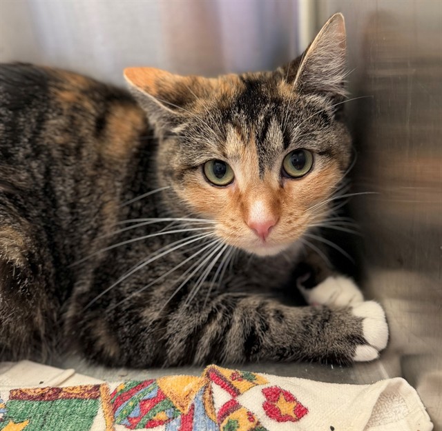 Shelter Stray Female Cat last seen Near BLOCK QUEBEC ST, 12155 Park Blvd, Brighton, CO 80601, USA