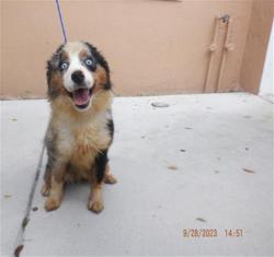 Shelter Stray Female Dog last seen Near BLOCK NW 60TH ST, 3599 NW 79th Ave, Doral, FL 33122, USA