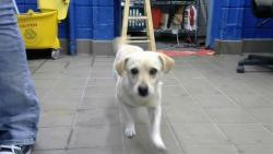 Shelter Stray Male Dog last seen LOS ALTOS, 8920 Lomas Blvd NE, Albuquerque, NM 87112, USA