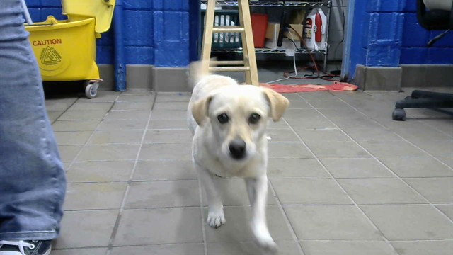 Shelter Stray Male Dog last seen LOS ALTOS, 8920 Lomas Blvd NE, Albuquerque, NM 87112, USA