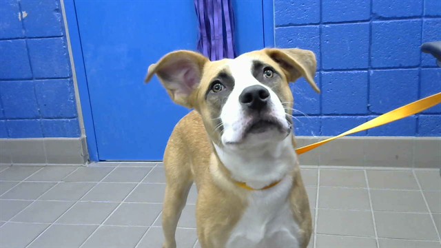 Shelter Stray Male Dog last seen Near BLOCK LOCUST PL NE, 8920 Lomas Blvd NE, Albuquerque, NM 87112, USA