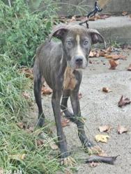 Shelter Stray Female Dog last seen Near BLOCK CLOVERLAWN ST, DETROIT, MI 48238, 7401 Chrysler Dr, Detroit, MI 48211, USA