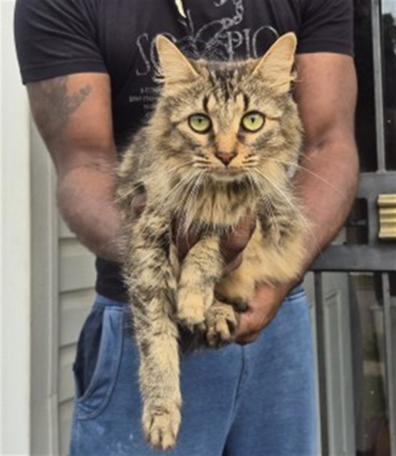 Shelter Stray Female Cat last seen Near BLOCK STOCKTON ST, DETROIT, MI, 7401 Chrysler Dr, Detroit, MI 48211, USA