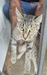 Shelter Stray Female Cat last seen Near BLOCK STOCKTON ST, DETROIT, MI, 7401 Chrysler Dr, Detroit, MI 48211, USA