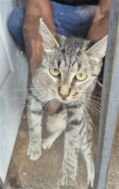 Shelter Stray Female Cat last seen Near BLOCK STOCKTON ST, DETROIT, MI, 7401 Chrysler Dr, Detroit, MI 48211, USA