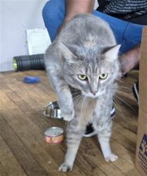 Shelter Stray Female Cat last seen Near BLOCK STOCKTON ST, DETROIT, MI, 7401 Chrysler Dr, Detroit, MI 48211, USA