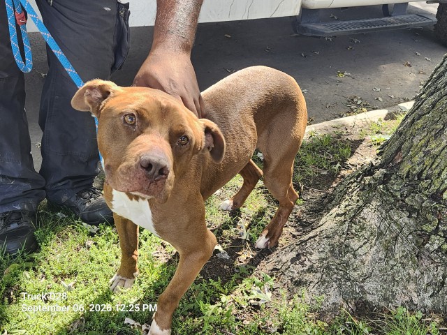 Shelter Stray Male Dog last seen Near BLOCK STOUT ST, DETROIT, MI 48228, 7401 Chrysler Dr, Detroit, MI 48211, USA