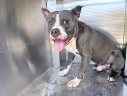 Shelter Stray Male Dog last seen W CARVER RD AND S 51ST AVE, 2500 S 27th Ave, Phoenix, AZ 85009, USA