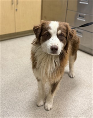 Shelter Stray Male Dog last seen RED OAK DR/ JAYHAWK DR, RIVERSIDE, 6851 Van Buren Boulevard, Jurupa Valley, CA 92509, USA
