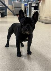 Shelter Stray Male Dog last seen Near BLOCK 14TH ST, RIVERSIDE, CA 92507, 6851 Van Buren Boulevard, Jurupa Valley, CA 92509, USA