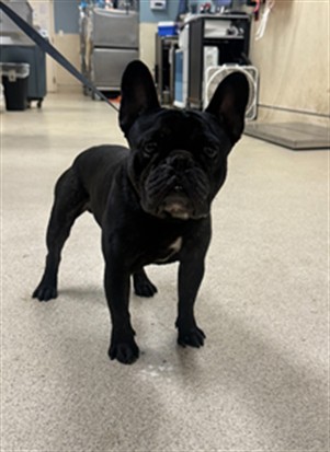 Shelter Stray Male Dog last seen Near BLOCK 14TH ST, RIVERSIDE, CA 92507, 6851 Van Buren Boulevard, Jurupa Valley, CA 92509, USA