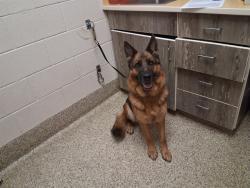 Shelter Stray Female Dog last seen WOODMEN AND ACADEMY, 610 Abbot Ln, Colorado Springs, CO 80905, USA