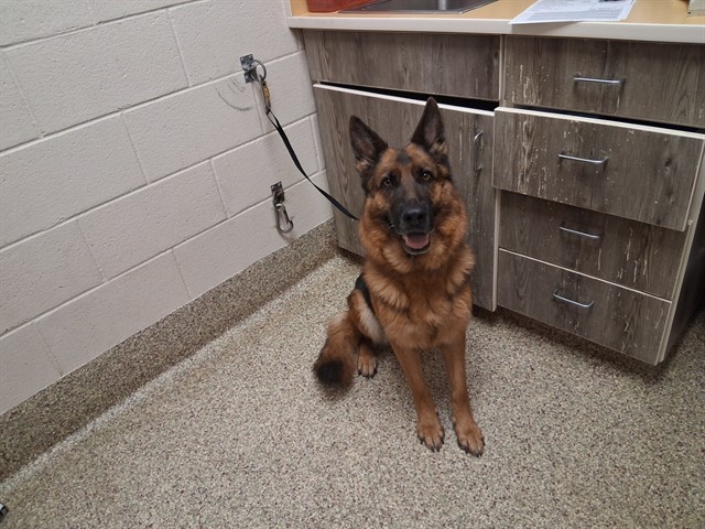 Shelter Stray Female Dog last seen WOODMEN AND ACADEMY, 610 Abbot Ln, Colorado Springs, CO 80905, USA