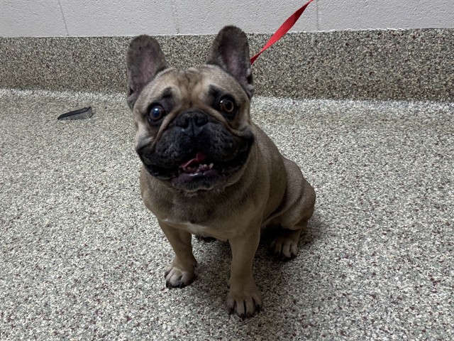 Shelter Stray Male Dog last seen Near BLOCK CIELO VISTA ST, COLORADO SPRINGS, CO 80911, 610 Abbot Ln, Colorado Springs, CO 80905, USA